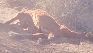 El PP pide la recogida urgente de los restos de un caballo muerto hace más de un mes en la carretera entre Villalba de la Sierra y Las Majadas