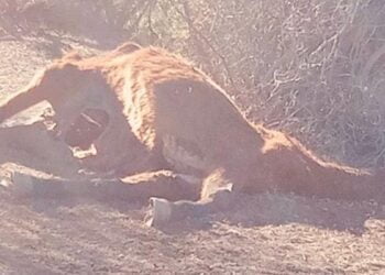 El PP pide la recogida urgente de los restos de un caballo muerto hace más de un mes en la carretera entre Villalba de la Sierra y Las Majadas