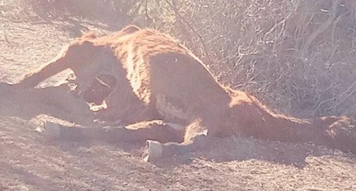 El PP pide la recogida urgente de los restos de un caballo muerto hace más de un mes en la carretera entre Villalba de la Sierra y Las Majadas