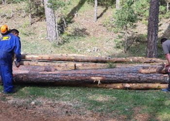 La modernización del sector forestal en los Montes Universales-Alto Tajo es posible