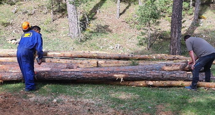 La modernización del sector forestal en los Montes Universales-Alto Tajo es posible