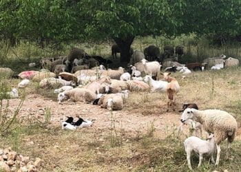 La Junta abona cerca de 42.000 euros en ayudas a titulares de explotaciones ganaderas para acciones preventivas contra ataques de lobo