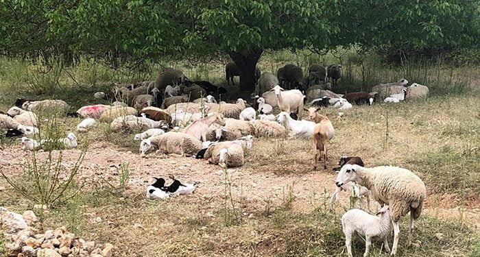 Este miércoles se publica una nueva resolución que modifica las zonas de protección y vigilancia frente a la viruela ovina y caprina 1 ovejas