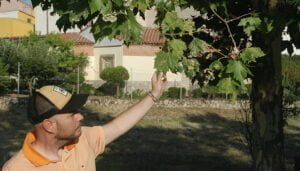 Podemos recuerda al Ayuntamiento de Yebes que es “el momento ideal” para tratar los más de 2000 árboles enfermos del municipio