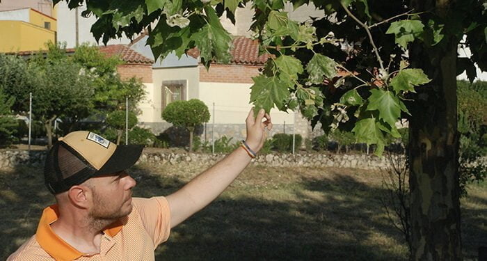 Podemos recuerda al Ayuntamiento de Yebes que es “el momento ideal” para tratar los más de 2000 árboles enfermos del municipio