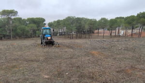 Quintanar del Rey replantará más de 700 pinos en el paraje de San Isidro