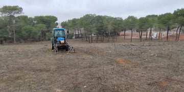 Quintanar del Rey replantará más de 700 pinos en el paraje de San Isidro