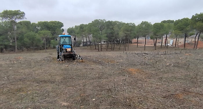 Quintanar del Rey replantará más de 700 pinos en el paraje de San Isidro 1 Quintanar del Rey replantará más de 700 pinos en el paraje de San Isidro