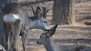 ATICA Guadalajara, indignada con las propuestas para la próxima Orden de Vedas