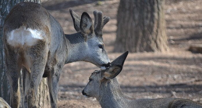 ATICA Guadalajara, indignada con las propuestas para la próxima Orden de Vedas