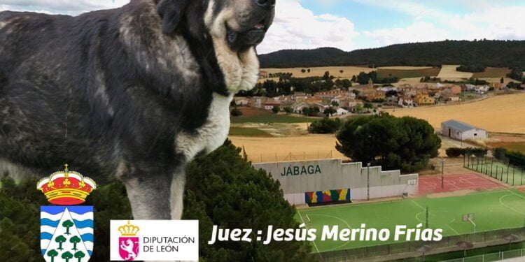 Este sábado, día 15, Concurso de Mastín Español en Jábaga valedero para el Campeonato de España 1 cartel defiii