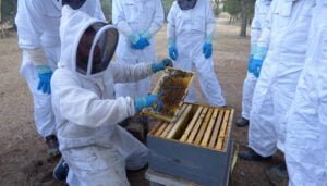 El Gobierno regional abona ayudas por importe de más de 332.000 euros a 69 apicultores de la provincia de Cuenca