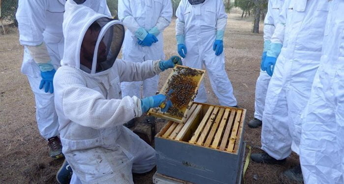 El Gobierno regional abona ayudas por importe de más de 332.000 euros a 69 apicultores de la provincia de Cuenca