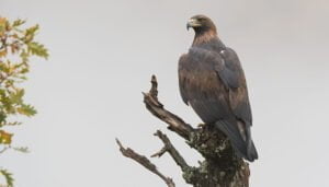 La banda sonora de Iberia, naturaleza infinita, rodada en parte en El Hosquillo, gana la Medalla de Oro en los Global Music Awards.