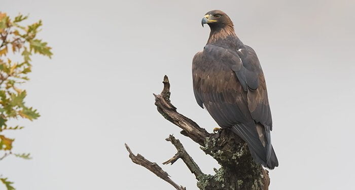 La banda sonora de Iberia, naturaleza infinita, rodada en parte en El Hosquillo, gana la Medalla de Oro en los Global Music Awards.