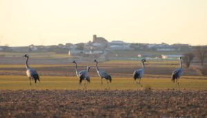 La Cultura Rural Innovadora se da cita en El Hito