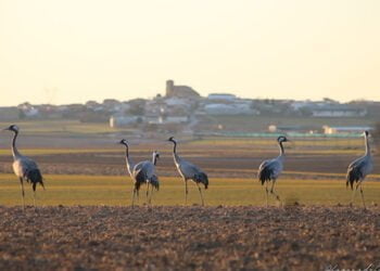 La Cultura Rural Innovadora se da cita en El Hito