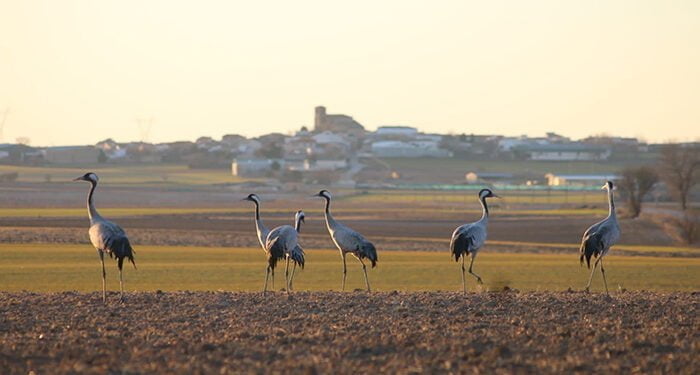 La Cultura Rural Innovadora se da cita en El Hito