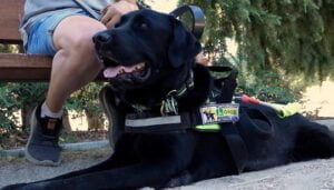Los perros guía de la ONCE en Castilla-La Mancha reclaman no distraer su atención mientras caminan junto a una persona ciega