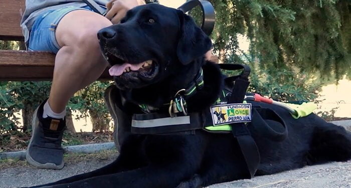 Los perros guía de la ONCE en Castilla-La Mancha reclaman no distraer su atención mientras caminan junto a una persona ciega