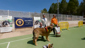 Espectacular Concurso Nacional de Mastín Español en Jábaga 1 vlcsnap 00012
