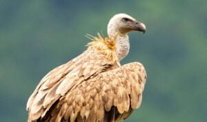Descubrir el Parque Natural del Barranco del Río Dulce a través de una ruta de senderismo interpretado