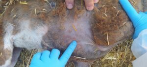 Detectado un foco de viruela ovina en Casas de Fernando Alonso en una explotación de 334 ovejas y 27 cabras