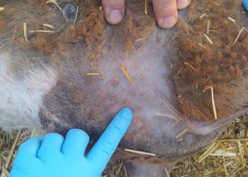 Detectado un foco de viruela ovina en Casas de Fernando Alonso en una explotación de 334 ovejas y 27 cabras