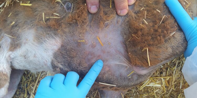 Detectado un foco de viruela ovina en Casas de Fernando Alonso en una explotación de 334 ovejas y 27 cabras