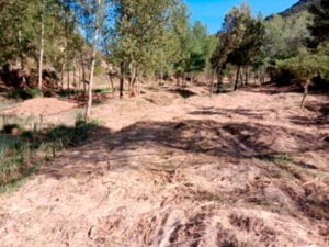Ecologistas en Acción denuncia ante el SEPRONA un posible delito ambiental al destruir el bosque de ribera en las Chorreras del Cabriel