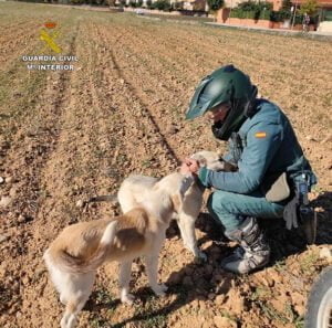 El SEPRONA de Guadalajara denuncia más de 100 infracciones relacionadas con el bienestar animal y la protección de los animales domésticos