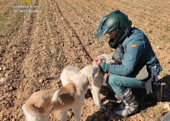 El SEPRONA de Guadalajara denuncia más de 100 infracciones relacionadas con el bienestar animal y la protección de los animales domésticos