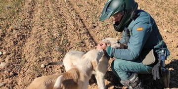 El SEPRONA de Guadalajara denuncia más de 100 infracciones relacionadas con el bienestar animal y la protección de los animales domésticos