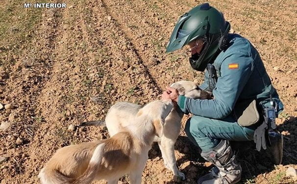 El SEPRONA de Guadalajara denuncia más de 100 infracciones relacionadas con el bienestar animal y la protección de los animales domésticos