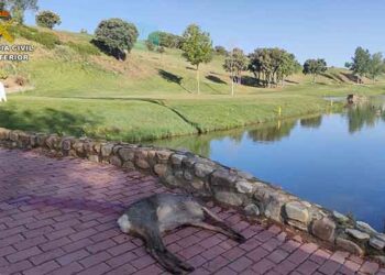 El SEPRONA sorprende a un cazador abatiendo un corzo en el interior del campo de golf de Cabanillas del Campo 10 El SEPRONA sorprende a un cazador abatiendo un corzo en el interior del campo de golf de Cabanillas del Campo