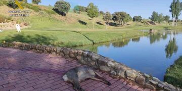 El SEPRONA sorprende a un cazador abatiendo un corzo en el interior del campo de golf de Cabanillas del Campo