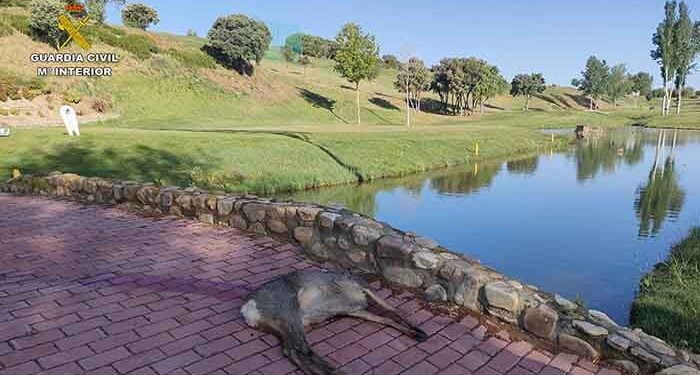 El SEPRONA sorprende a un cazador abatiendo un corzo en el interior del campo de golf de Cabanillas del Campo