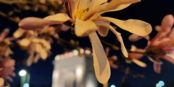 Fotografía tomada con el vivo X80 Pro
