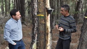 La Diputación de Cuenca publica la convocatoria para ayudar a los autónomos de la resina con un presupuesto de 30.000 euros