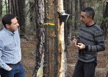 La Diputación de Cuenca publica la convocatoria para ayudar a los autónomos de la resina con un presupuesto de 30.000 euros La Diputación de Cuenca publica la convocatoria para ayudar a los autónomos de la resina con un presupuesto de 30.000 euros