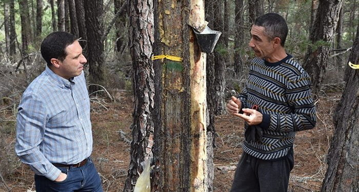 La Diputación de Cuenca publica la convocatoria para ayudar a los autónomos de la resina con un presupuesto de 30.000 euros 1 La Diputación de Cuenca publica la convocatoria para ayudar a los autónomos de la resina con un presupuesto de 30.000 euros