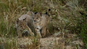 La población de linces ibéricos alcanza su máximo histórico 1.668 ejemplares