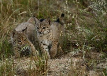 La población de linces ibéricos alcanza su máximo histórico 1.668 ejemplares