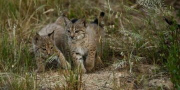 La población de linces ibéricos alcanza su máximo histórico 1.668 ejemplares
