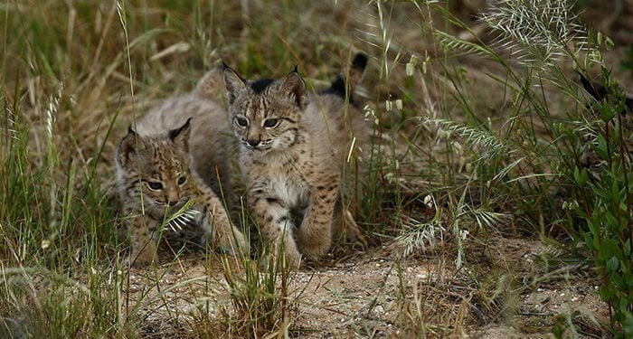 La población de linces ibéricos alcanza su máximo histórico 1.668 ejemplares
