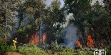 Los bomberos del Ayuntamiento de Guadalajara extinguen un incendio en la chopera del río Henares