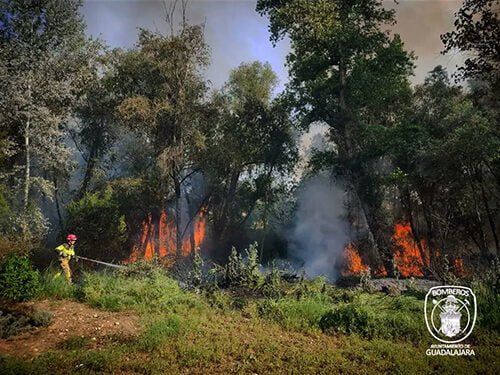 Los bomberos del Ayuntamiento de Guadalajara extinguen un incendio en la chopera del río Henares