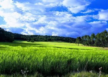 parcela donde está prevista la construcción de la macrogranja (foto propiedad de Pueblos Vivos Cuenca, libre de difundir)