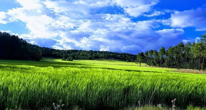 Vía libre para la macrogranja promovida por Incarlopsa entre Zarzuela y Villalba de la Sierra tras rechazar la Junta el recurso 1 parcela donde está prevista la construcción de la macrogranja (foto propiedad de Pueblos Vivos Cuenca, libre de difundir)