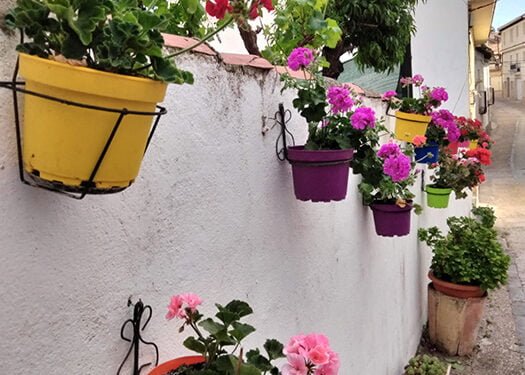 Remedios Iruela, premio a la mejor fachada floral de Cogolludo en 2023 1 Remedios Iruela, premio a la mejor fachada floral de Cogolludo en 2023